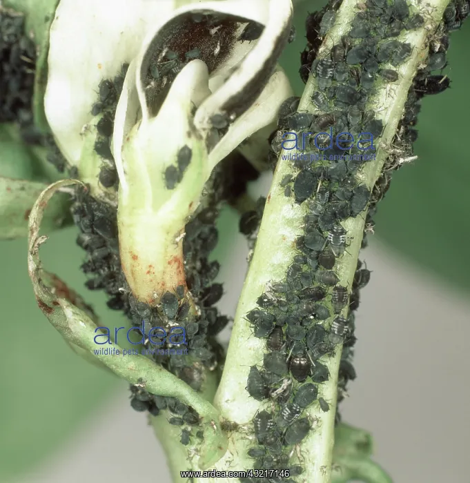 : Black bean aphids : Black bean aphids