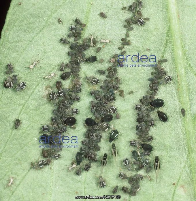 : Black bean aphids : Black bean aphids