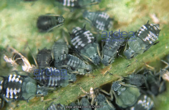 : Black bean aphids : Black bean aphids