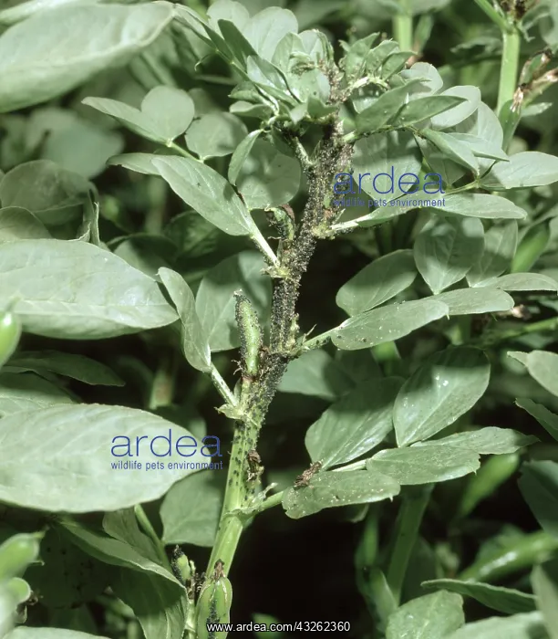 : Black bean aphids : Black bean aphids