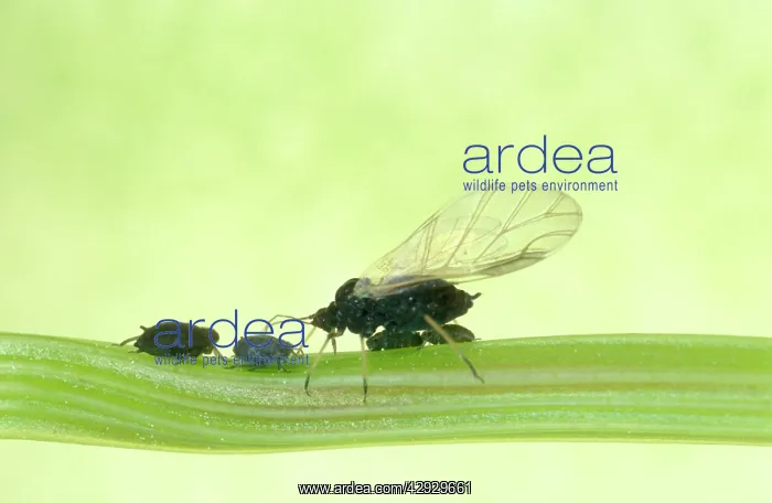 : Black Bean APHIDS - wings and unformed wings : Black Bean APHIDS - wings and unformed wings