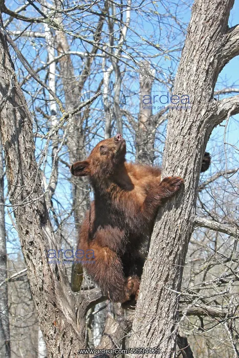 : Black Bear - 18 month old cinnamon cub climbing tree : Black Bear - 18 month old cinnamon cub climbing tree