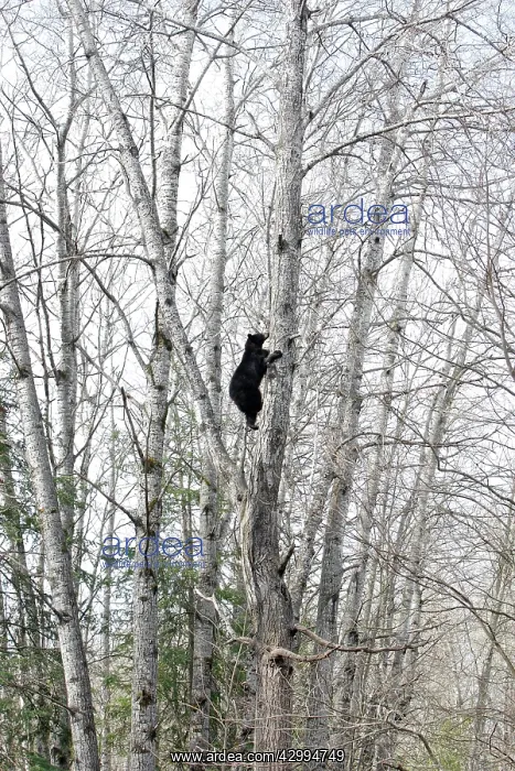  : Black Bear - 18 month old cub climbing tree