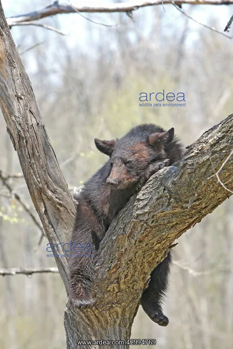 : Black Bear - 18 month old cub sleeping in tree : Black Bear - 18 month old cub sleeping in tree
