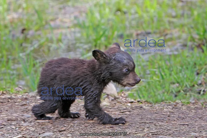 : Black Bear - 2 - 3 month old cub : Black Bear - 2 - 3 month old cub