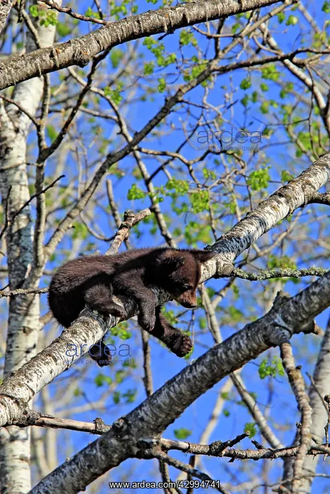 : Black Bear - 4 month old cub climbing tree : Black Bear - 4 month old cub climbing tree