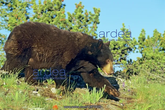 : Black bear : Black bear