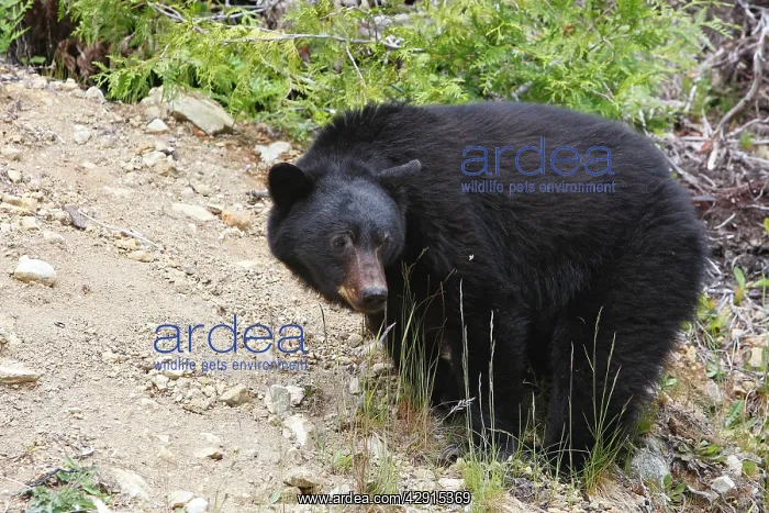: Black bear : Black bear