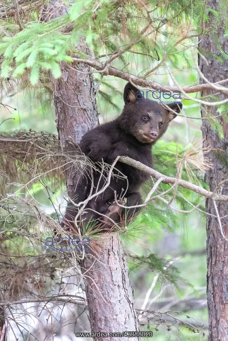 : BLACK BEAR : BLACK BEAR