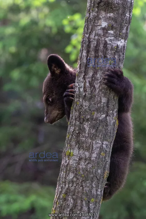 : BLACK BEAR : BLACK BEAR