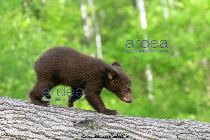 : BLACK BEAR : BLACK BEAR