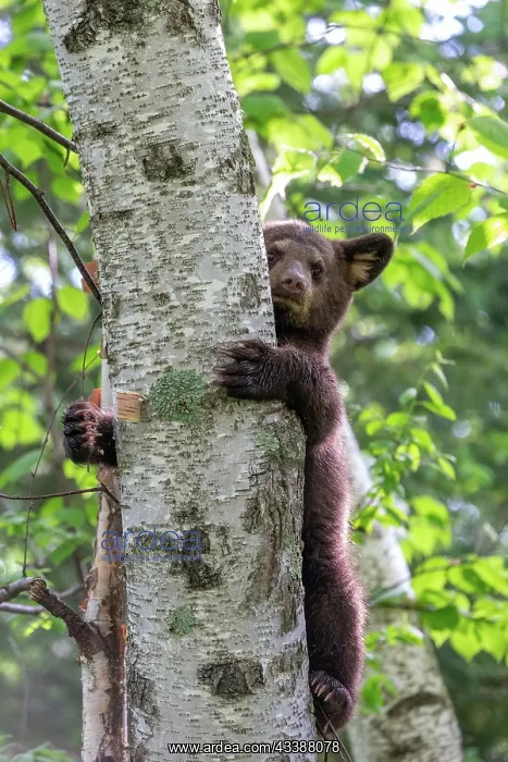 : BLACK BEAR : BLACK BEAR