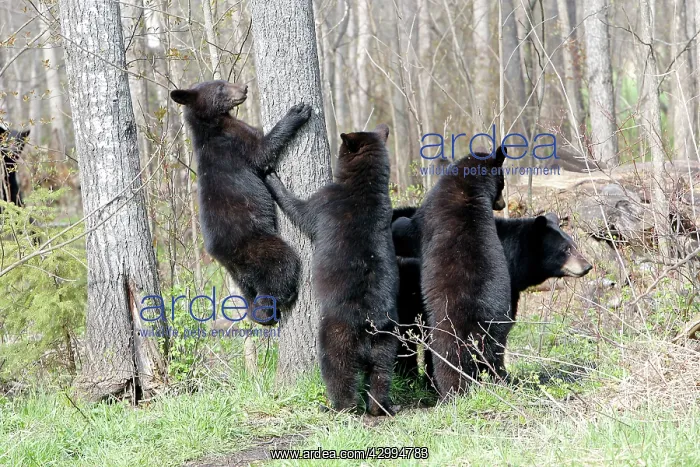 : Black Bear - adult female with 18 month old cubs : Black Bear - adult female with 18 month old cubs