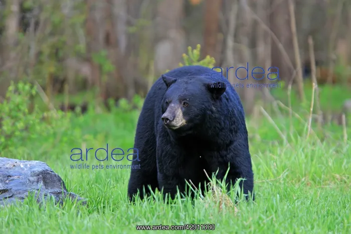 : Black Bear - adult male : Black Bear - adult male