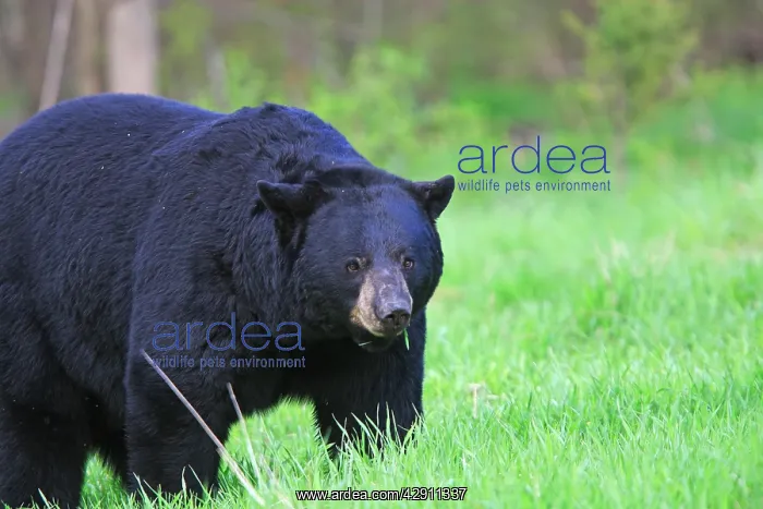  : Black Bear - adult male