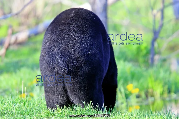 : Black Bear - adult male rear view : Black Bear - adult male rear view