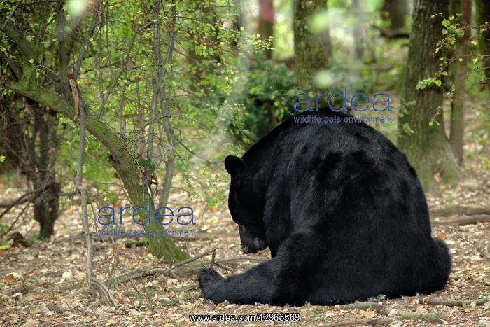  : Black Bear of America (Baribal) - in the woods eating acorns