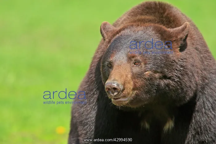 : Black Bear - cinnamon coloured adult male : Black Bear - cinnamon coloured adult male