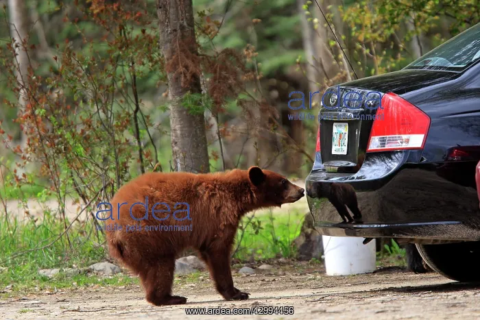 : Black Bear - cinnamon coloured bear by car : Black Bear - cinnamon coloured bear by car