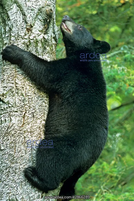 : Black Bear - climbing tree. Trees are often a : Black Bear - climbing tree. Trees are often a