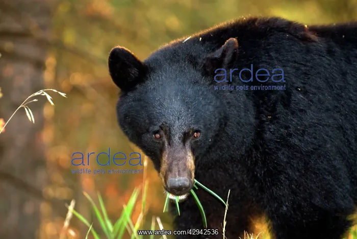 : Black Bear - Close up of head eating grass : Black Bear - Close up of head eating grass