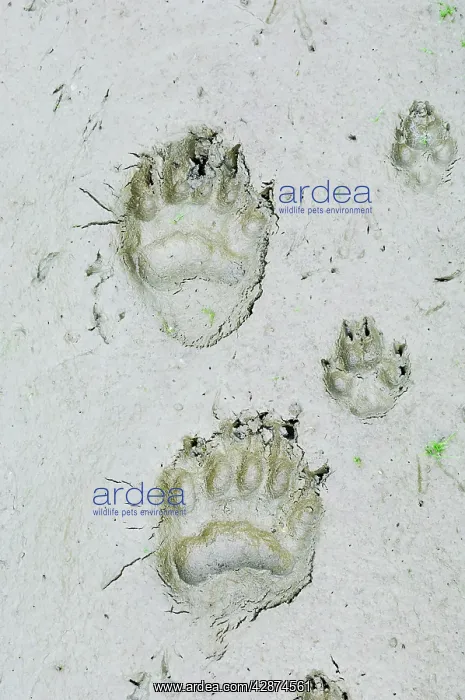 : Black Bear and Coyote (Canis latrans) tracks in : Black Bear and Coyote (Canis latrans) tracks in