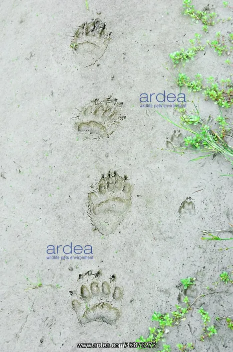 : Black Bear and Coyote (Canis latrans) tracks in : Black Bear and Coyote (Canis latrans) tracks in