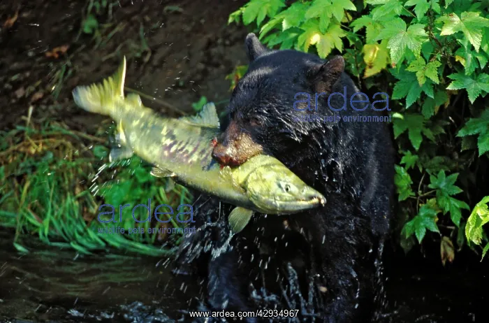 : Black Bear in creek catching large chum salmon fish : Black Bear in creek catching large chum salmon fish