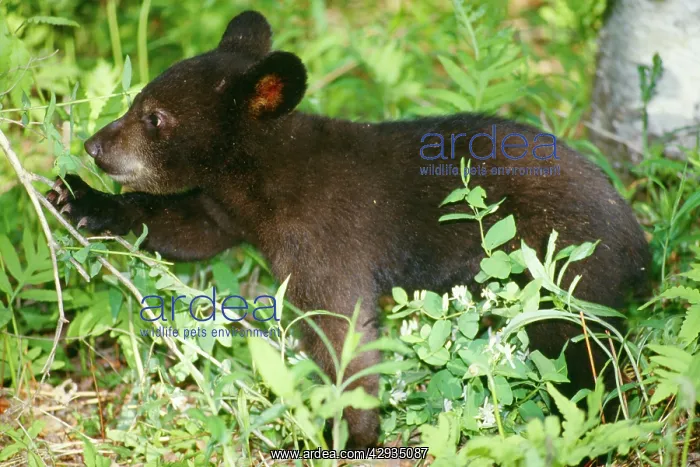 : Black BEAR - cub in birch wood : Black BEAR - cub in birch wood