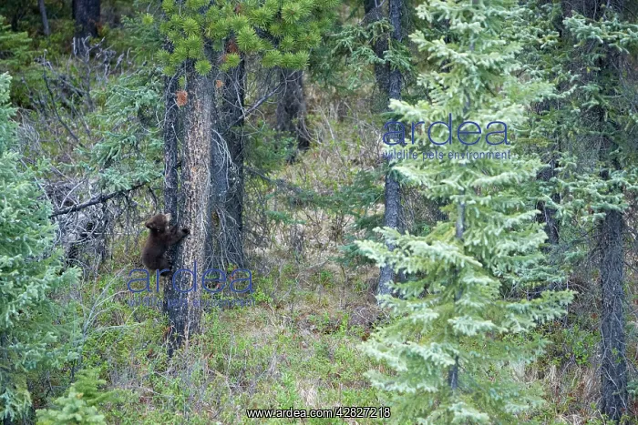: Black Bear - cub climbing tree : Black Bear - cub climbing tree
