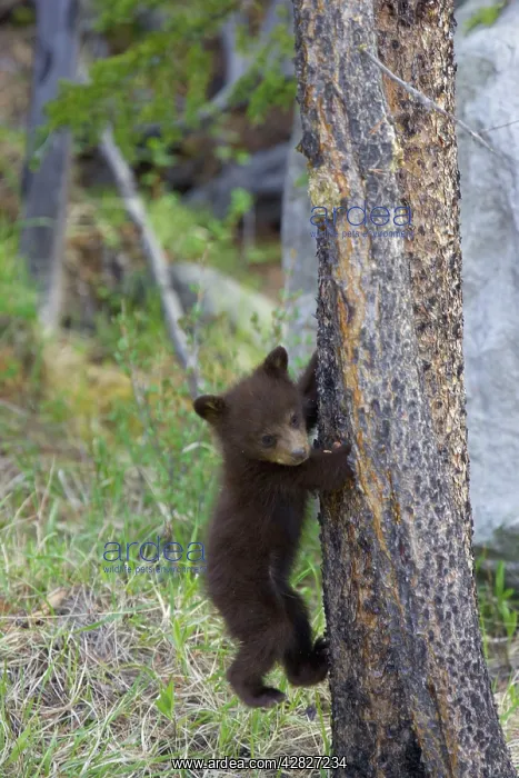 : Black Bear - cub climbing tree : Black Bear - cub climbing tree