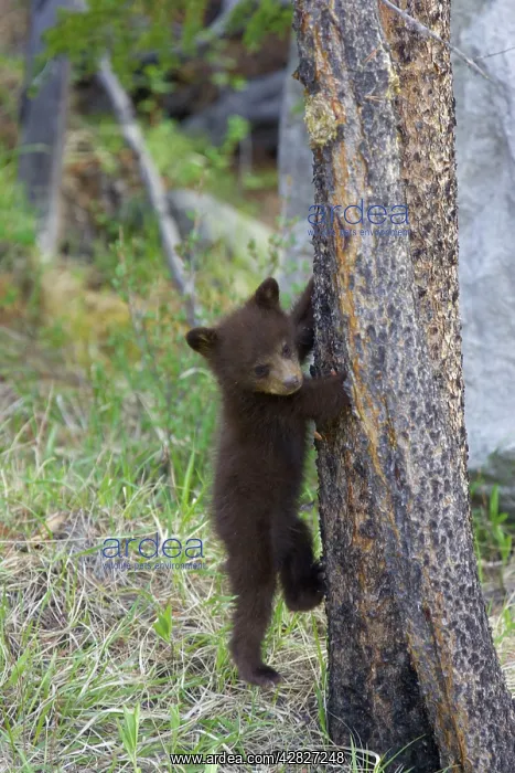 : Black Bear - cub climbing tree : Black Bear - cub climbing tree