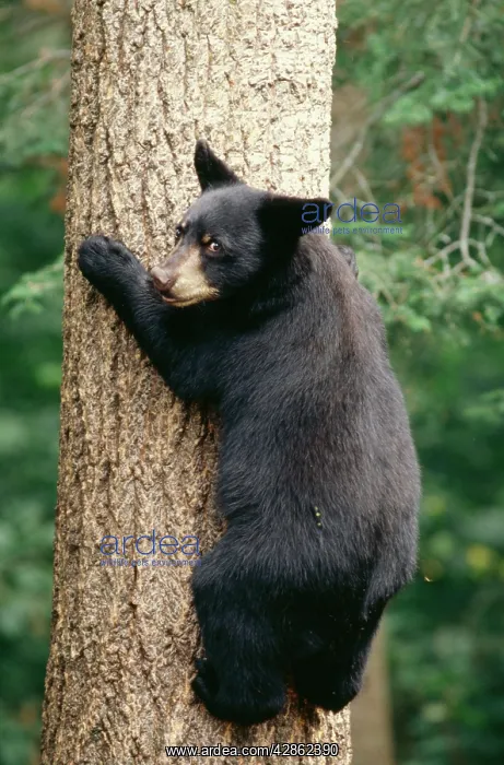: Black BEAR - cub climbing tree : Black BEAR - cub climbing tree