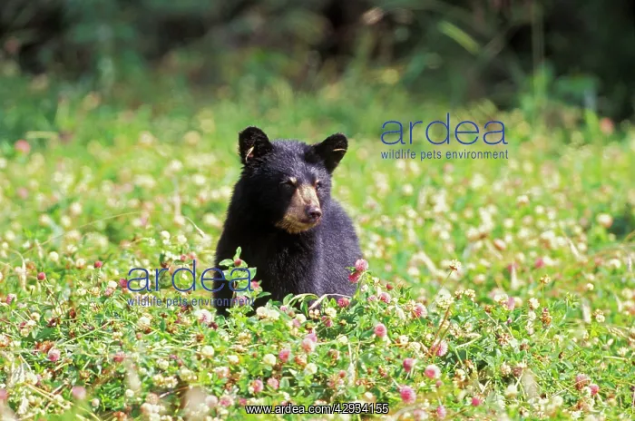 : Black Bear Cub in field of clover : Black Bear Cub in field of clover
