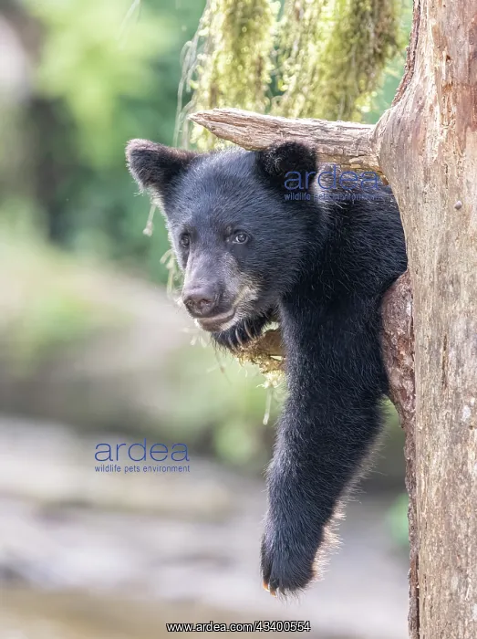 : Black bear cub hangs out in a tree : Black bear cub hangs out in a tree