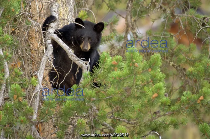 : Black Bear - Cub in pine tree. Landscape picture : Black Bear - Cub in pine tree. Landscape picture