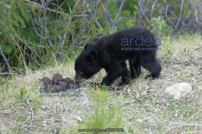 : Black Bear - cub smelling bear droppings : Black Bear - cub smelling bear droppings