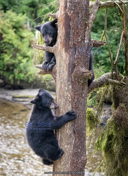 : Black bear cubs climb a tree just for fun : Black bear cubs climb a tree just for fun