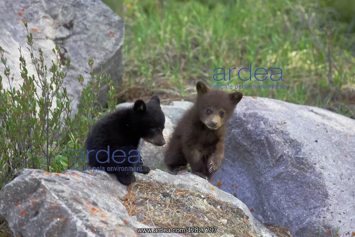: Black Bear - two cubs playing on rocks - one black : Black Bear - two cubs playing on rocks - one black
