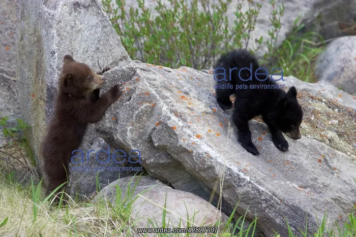 : Black Bear - two cubs playing on rocks - one black : Black Bear - two cubs playing on rocks - one black