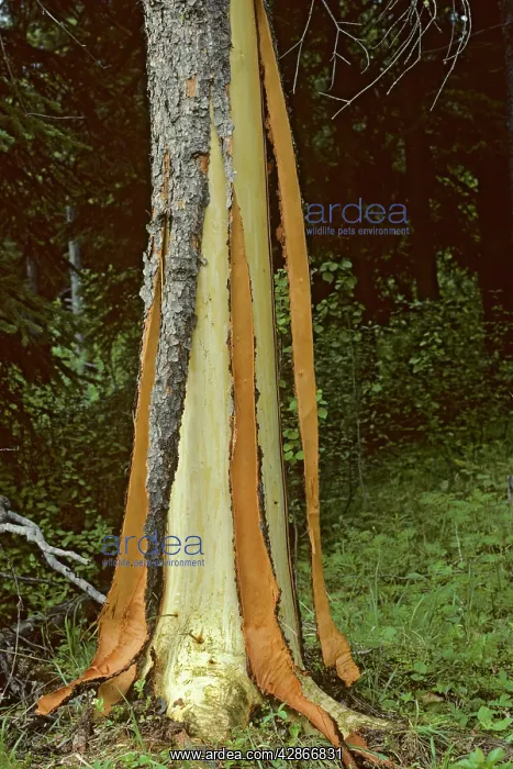 : Black Bear damaged tree. Bears strip the bark : Black Bear damaged tree. Bears strip the bark
