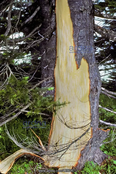 : Black Bear - damaged tree. Bears strip the bark : Black Bear - damaged tree. Bears strip the bark
