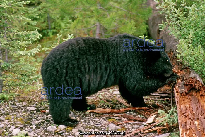 : Black Bear - digging insects from log : Black Bear - digging insects from log