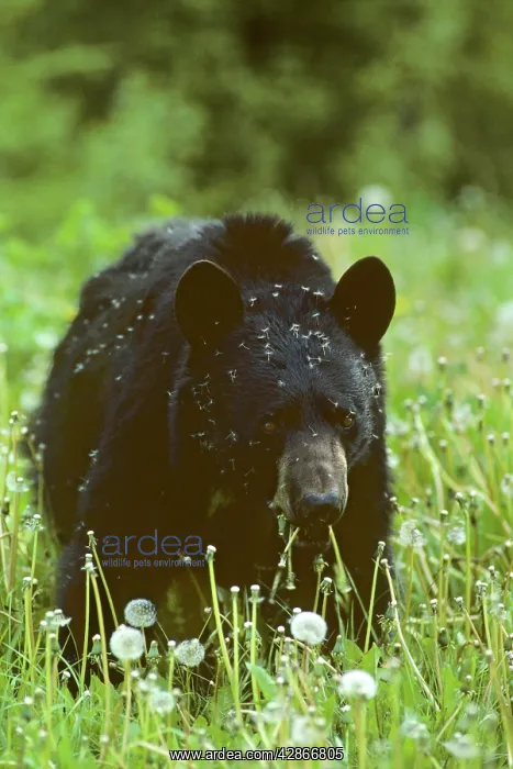 : Black bear - eating dandelions : Black bear - eating dandelions