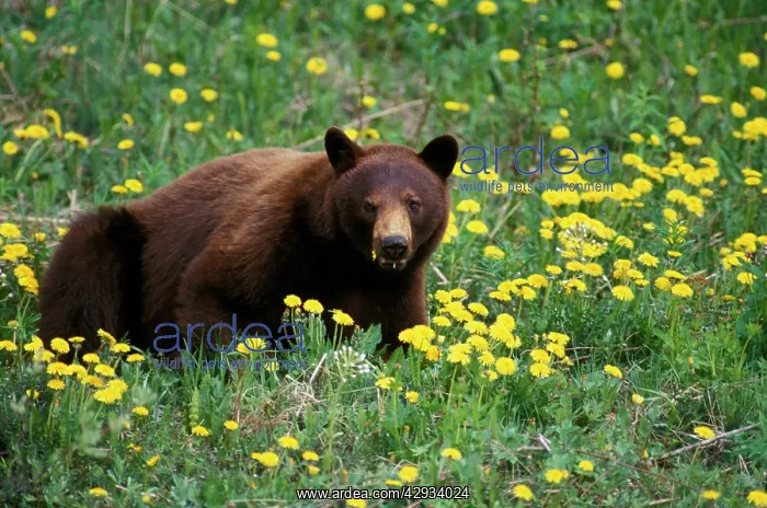 : Black Bear - feeding on dandelions : Black Bear - feeding on dandelions