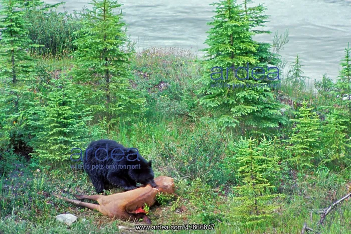 : Black Bear - feeding on elk carcass : Black Bear - feeding on elk carcass