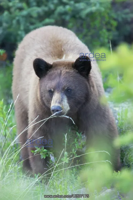 : Black Bear - female : Black Bear - female