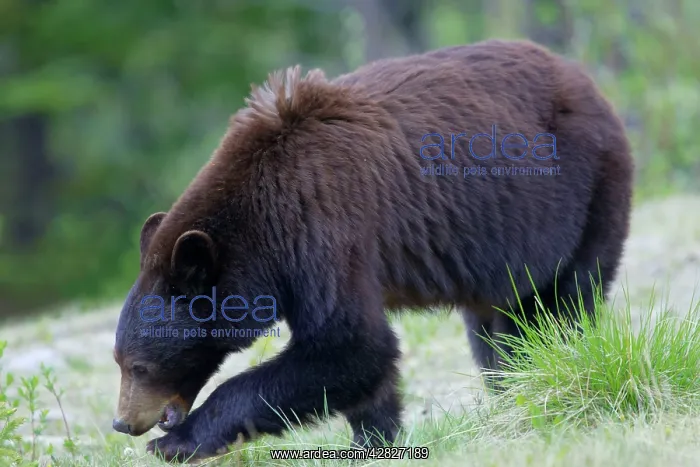 : Black Bear - female : Black Bear - female