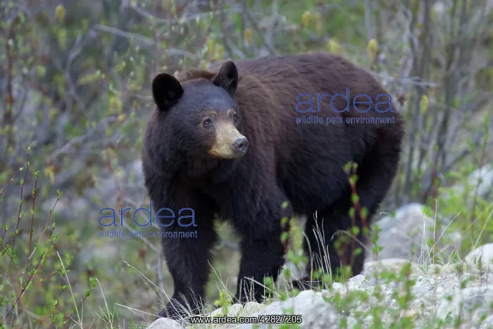 : Black Bear - female : Black Bear - female