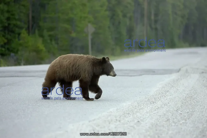: Black Bear - female crossing road : Black Bear - female crossing road